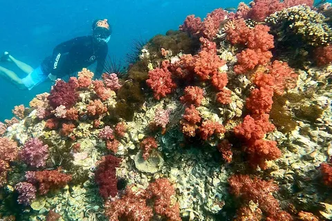 Private boat snorkeling trip half day