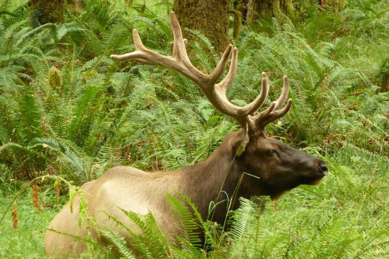 Seattle: Olympic National Park Small-Group Tour Seattle: Olympic National Park Small Group Tour