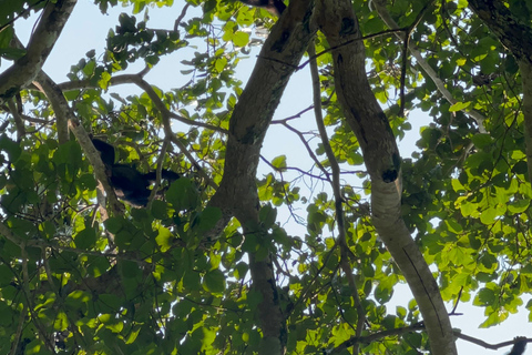 Excursion d&#039;une journée au lac Bunyonyi et dans la forêt de Kalinzu pour un trekking avec les chimpanzés