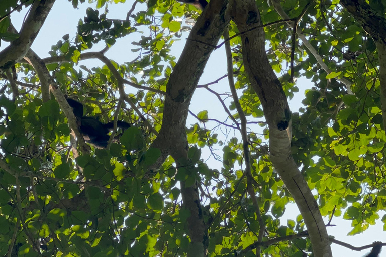 Excursion d&#039;une journée au lac Bunyonyi et dans la forêt de Kalinzu pour un trekking avec les chimpanzés