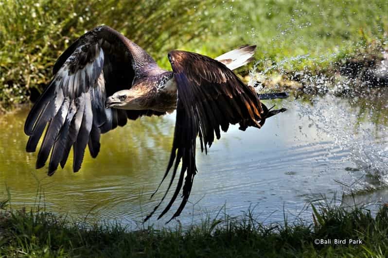 water bird bike