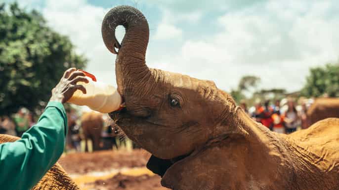 elephant orphanage tour from nairobi