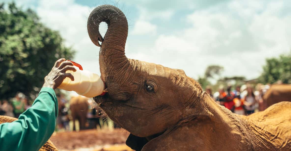 Visita al orfanato de elefantes desde Nairobi GetYourGuide