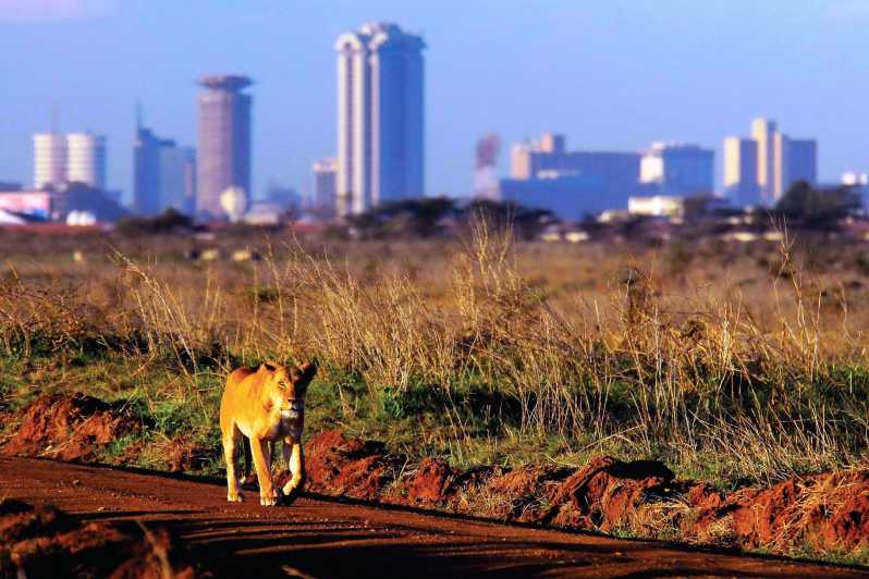 Park Narodowy Nairobi Wycieczka Pół Lub Całodniowa Getyourguide