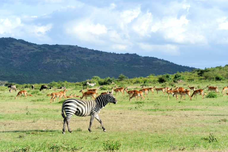 Park Narodowy Nairobi: Wycieczka pół- lub całodniowaWycieczka półdniowa