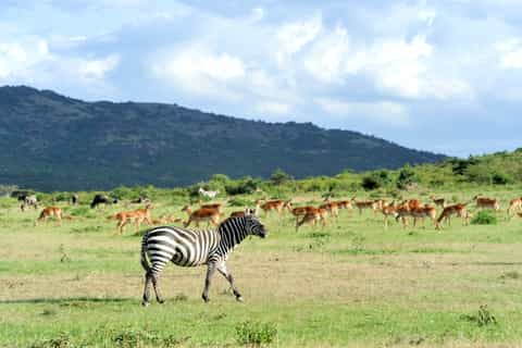 Nairobi National Park Full or Half-Day Tour with Guide