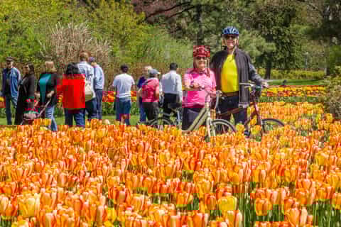 Ottawa: 2 or 3.5-Hour Sightseeing Bike Tour