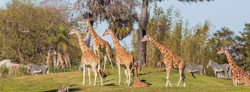 Tampa: Busch Gardens Tampa Bay Ticket & Multi-Park Options | GetYourGuide