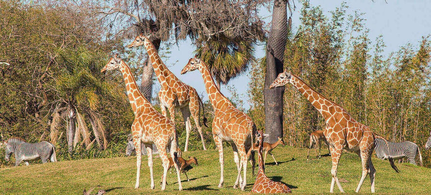 The Best Tampa Safaris And Wildlife Activities 2024 Free Cancellation Getyourguide