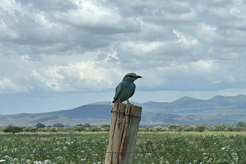 Mombasa: 3-Day Tsavo East/West & Kilimanjaro Views Safari