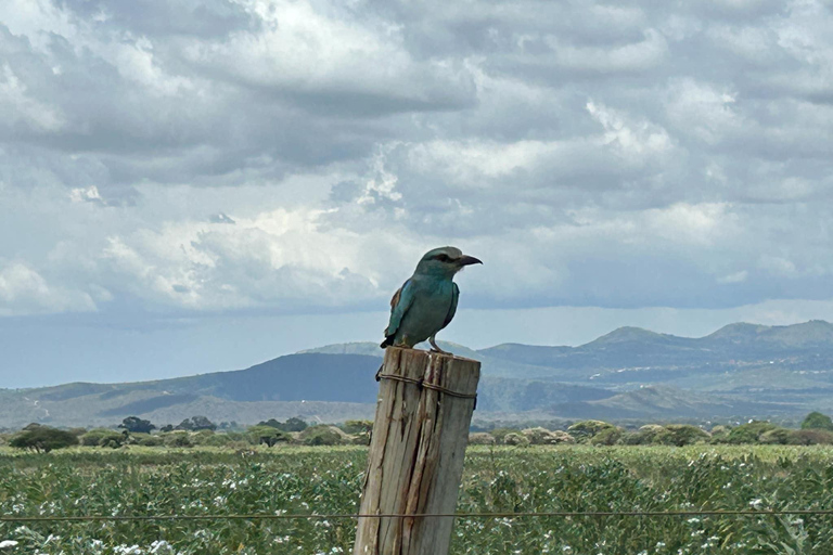 Mombasa: 3-Day Tsavo East/West & Kilimanjaro Views Safari