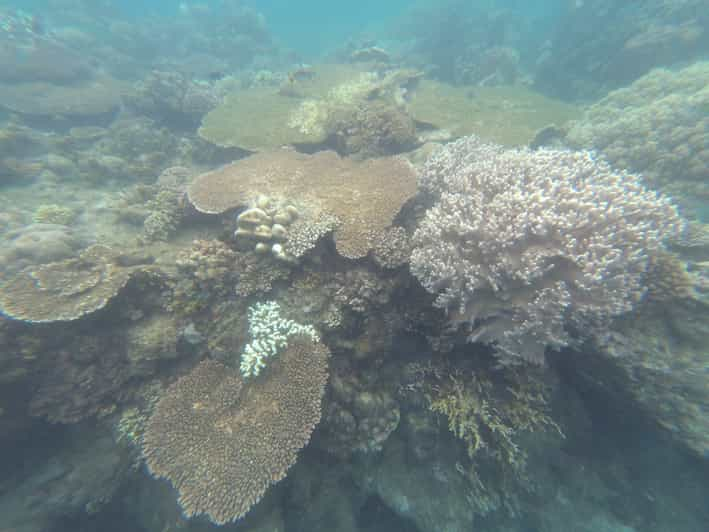 Bali Snorkeling Labuhan Amuk Avec Pique Nique Getyourguide