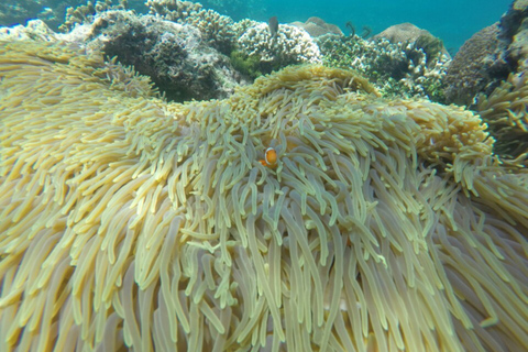 Bali: Labuan Amuk Snorkeling with Lunchbox