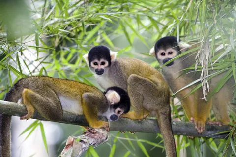 Punta Cana: Monkey Adventure by Jhoraji Com recolha nos hotéis