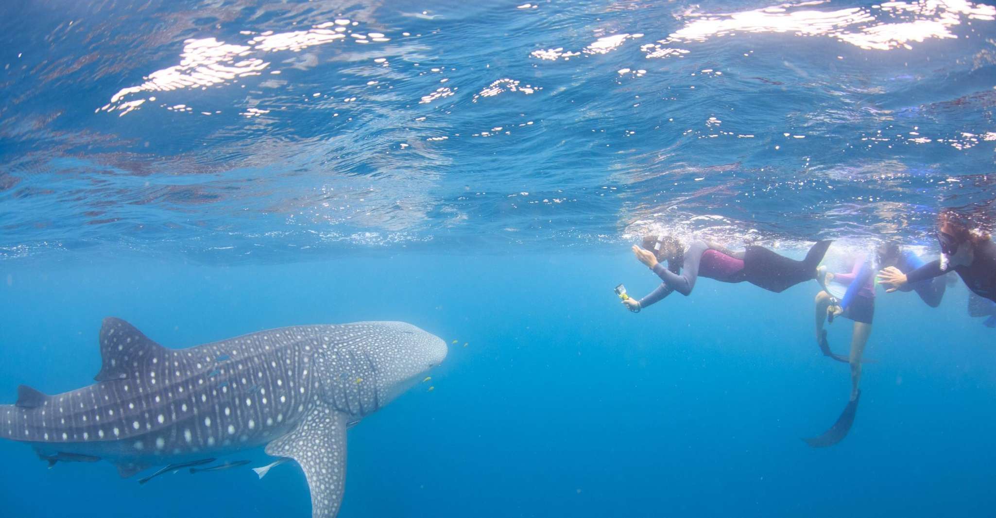 Coral Bay, Ningaloo Reef Swim and Snorkel with Whale Sharks - Housity