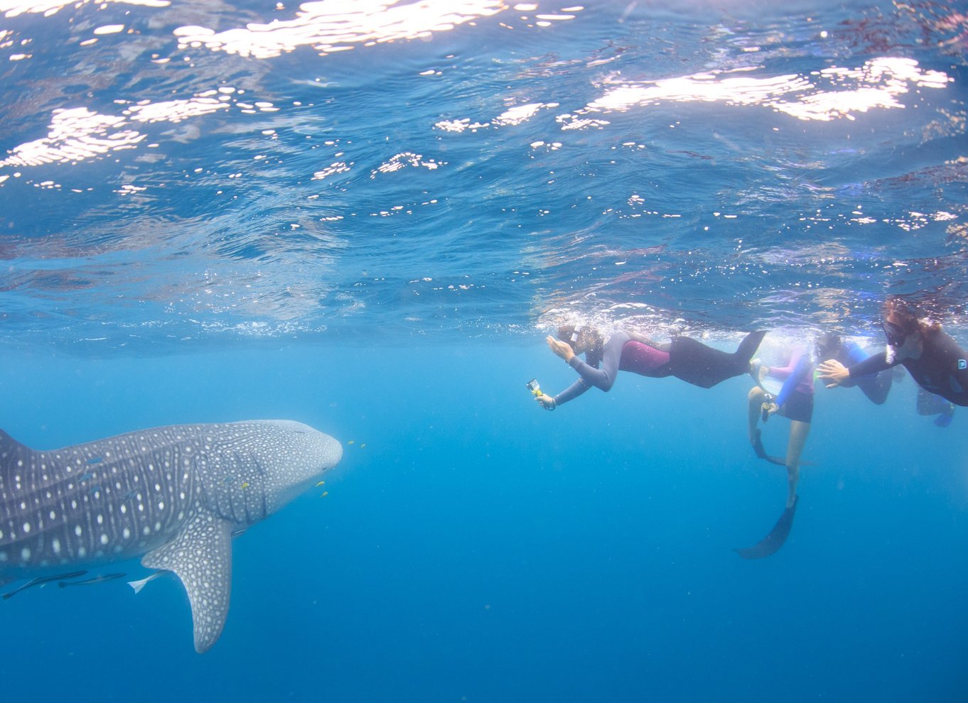 Coral Bay: Ningaloo Reef Svøm og snorkle med hvalhajer