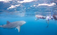 Coral Bay, Ningaloo Reef Swim and Snorkel with Whale Sharks - Housity