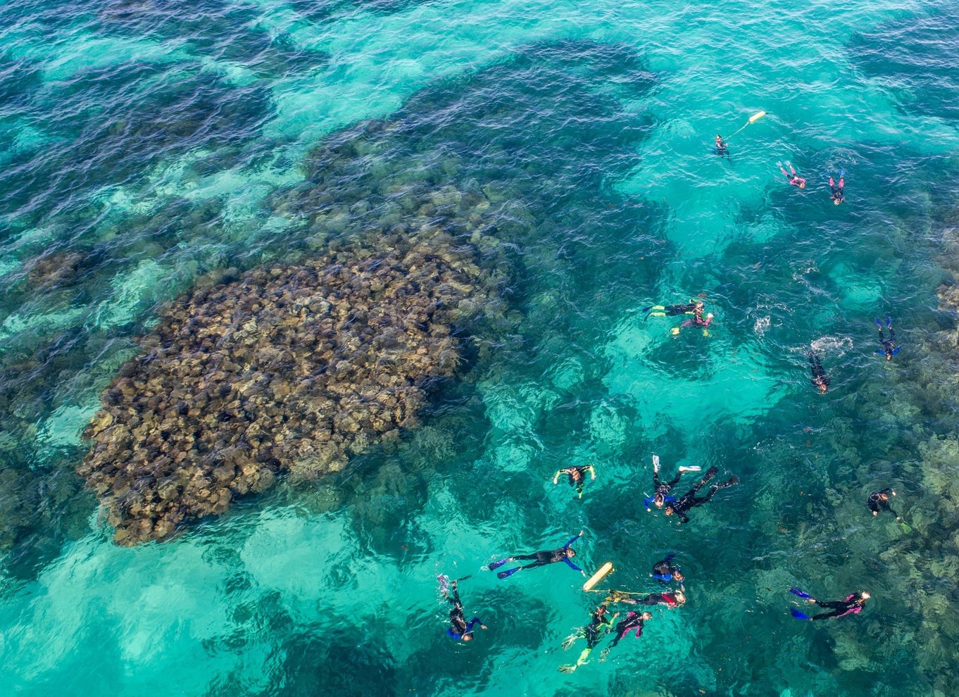 Coral Bay: Ningaloo Reef Svøm og snorkle med hvalhajer