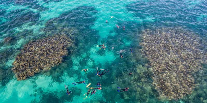 Coral Bay: Ningaloo Reef Swim and Snorkel with Whale Sharks | GetYourGuide