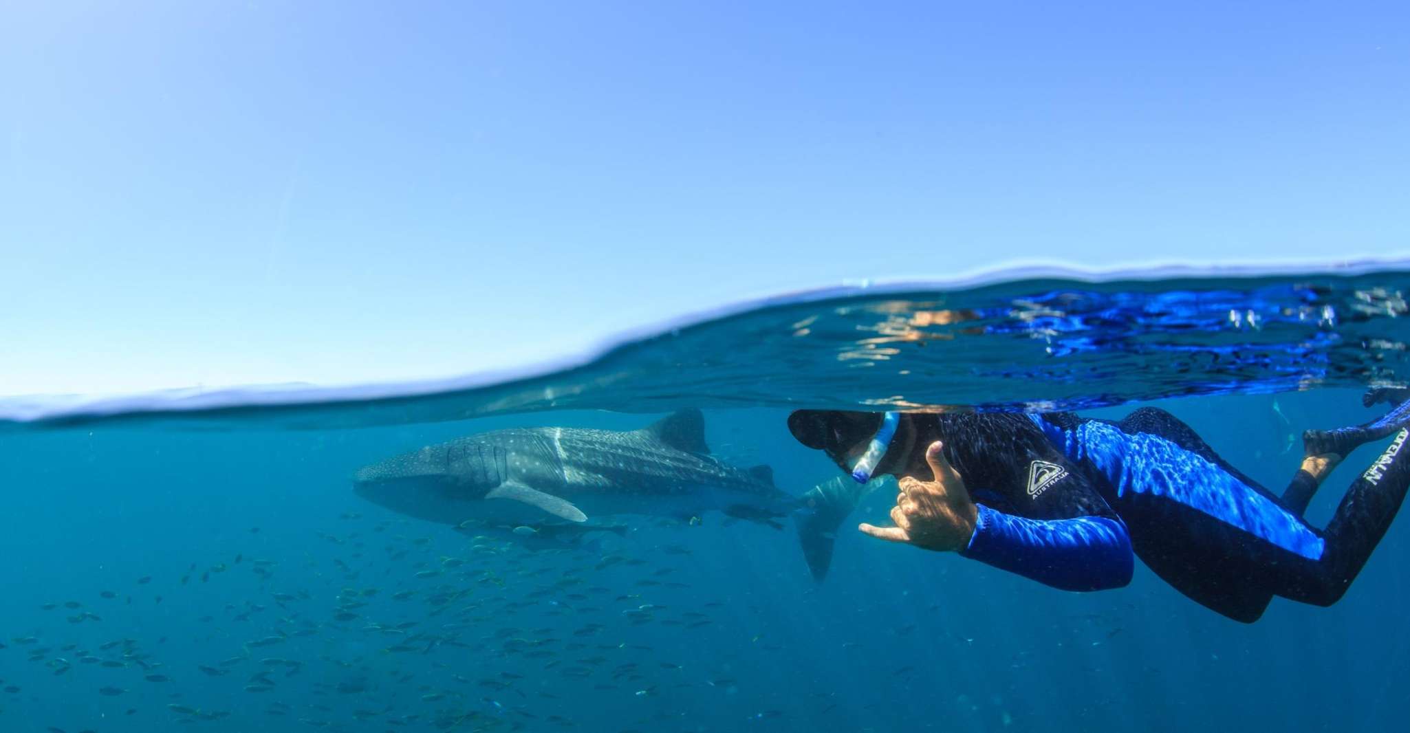 Coral Bay, Ningaloo Reef Swim and Snorkel with Whale Sharks - Housity