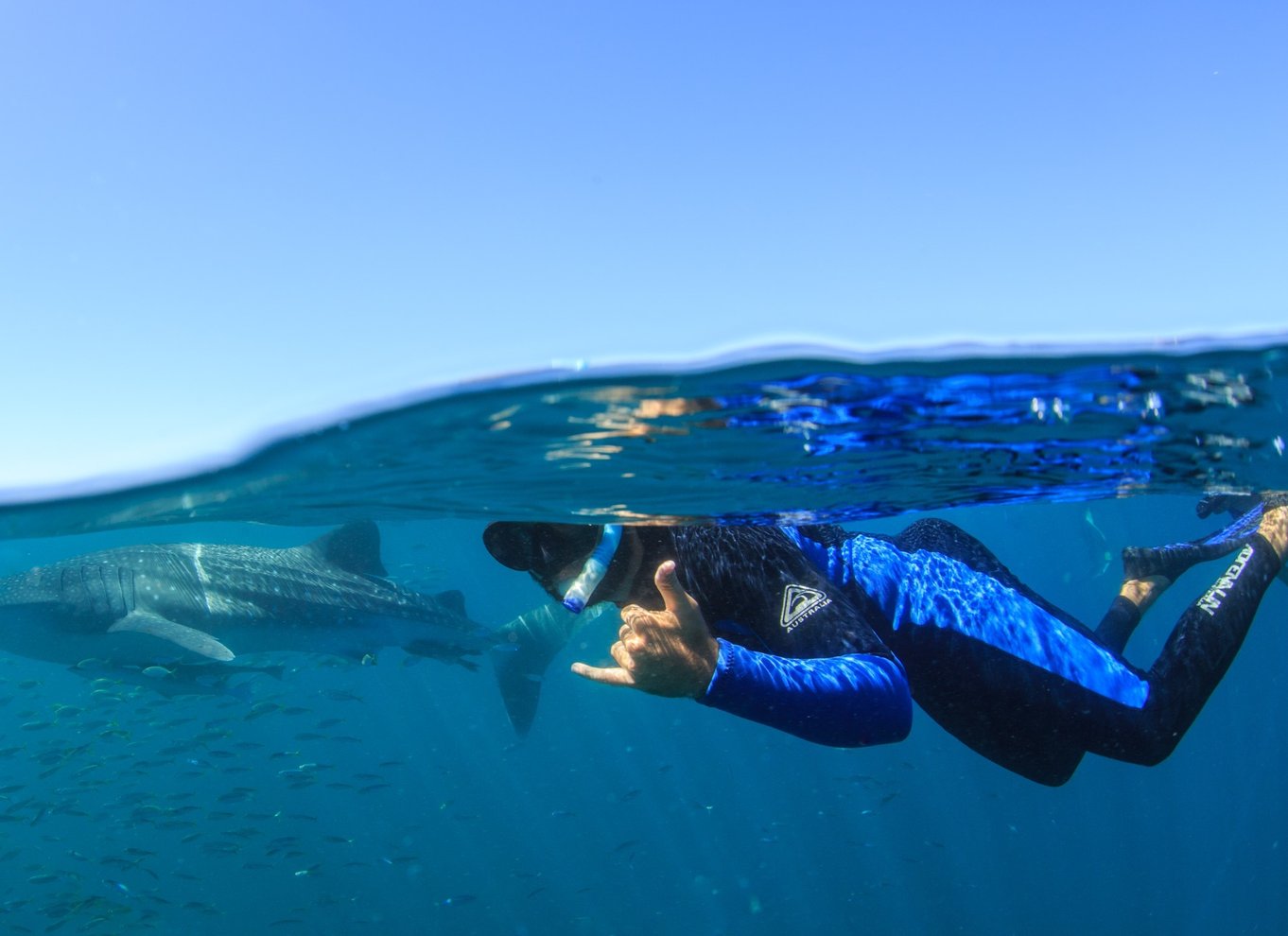 Coral Bay: Ningaloo Reef Svøm og snorkle med hvalhajer