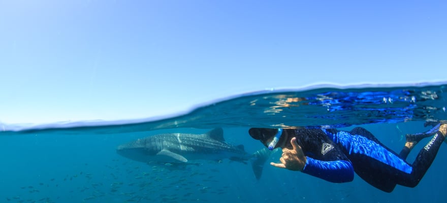 Costa di Ningaloo Attività acquatiche il MEGLIO del 2024