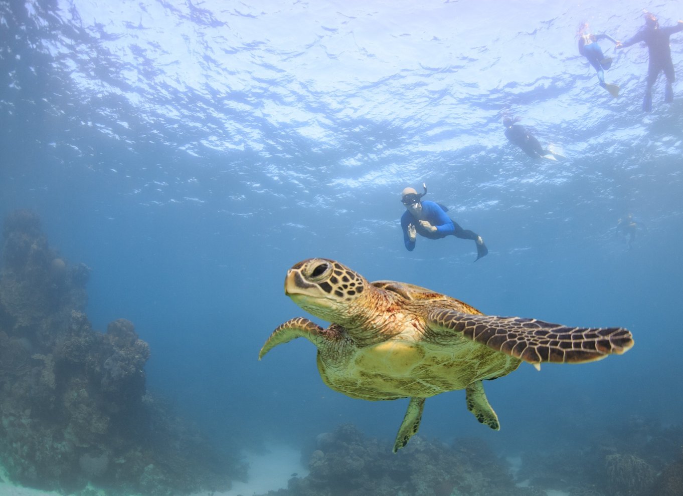 Coral Bay: Ningaloo Reef Svøm og snorkle med hvalhajer