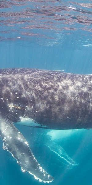 西オーストラリア：ザトウクジラと一緒に泳ぐ | GetYourGuide