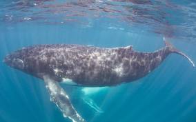 Western Australia: Swim with Humpback Whales