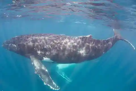Australia Occidental: Nada con ballenas jorobadas