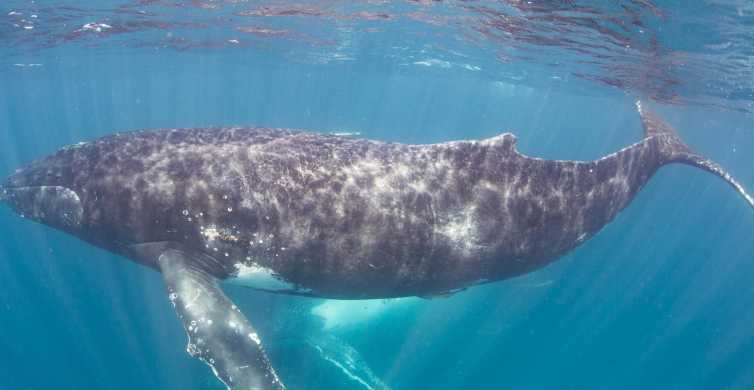 Western Australia Swim with Humpback Whales