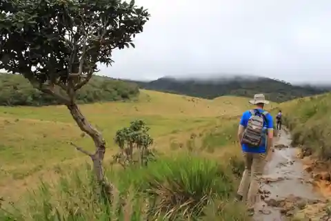 Exclusive Nuawara Eliya: Horton Plains and Tea Factory Tour