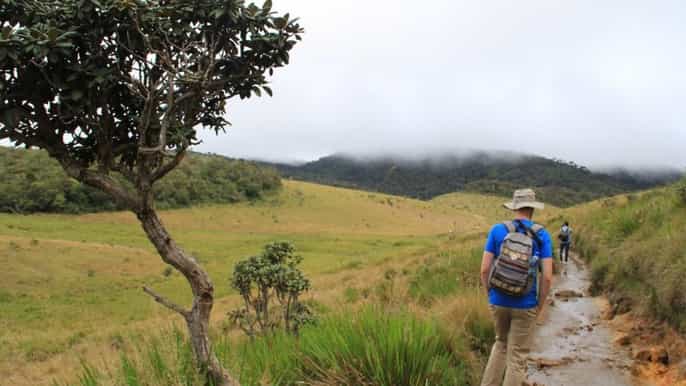 nuawara eliya horton plains and tea allinclusive tour