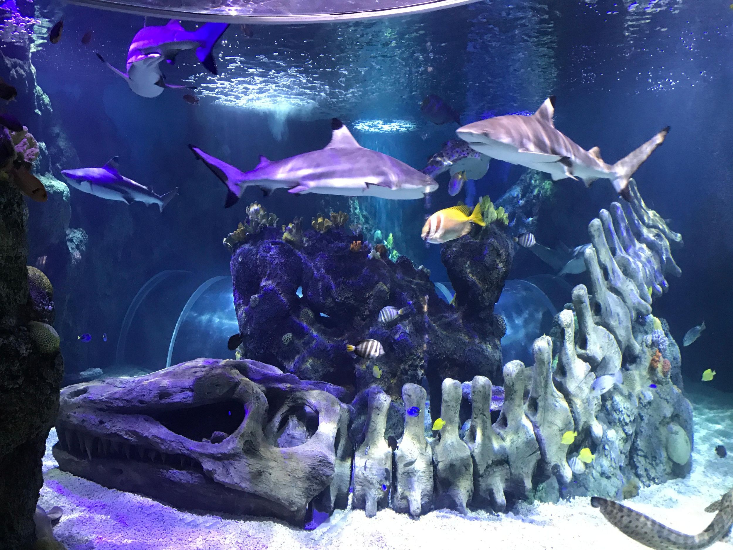 Benalmadena Aquarium Besuch