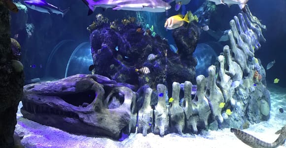 Benalmadena Aquarium Besuch