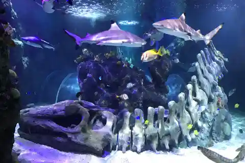 Benalmadena Aquarium Visit