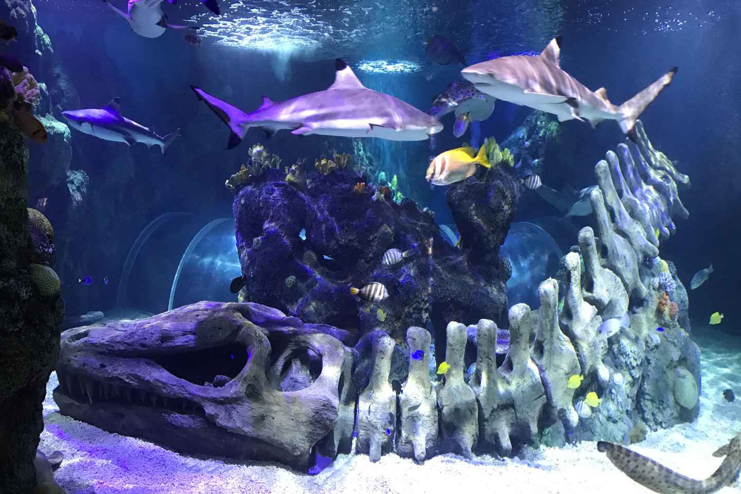 Benalmadena Aquarium Visit - Benalmadena Aquarium Visit