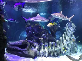 Benalmadena Aquarium Visit