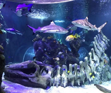 Benalmadena Aquarium Bezoek