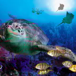 Benalmadena Aquarium Visit