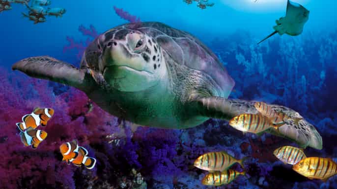benalmadena aquarium visit
