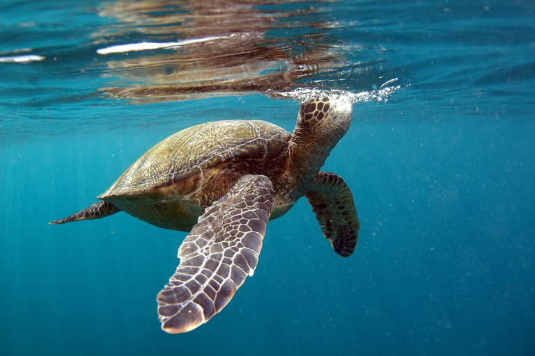 Maui: visite à la pagaie à la baie de MakenaMakena Bay: Pagaie et plongée libre en petit groupe avec guide