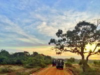 Yala National Park, Morning or Afternoon Golden Hour Safari - Housity