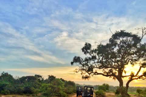 Yala National Park: Private Safari at Golden Hours