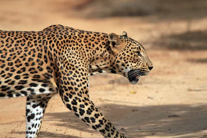 Nationaal park Yala: Gouden uur safari in de ochtend of middag