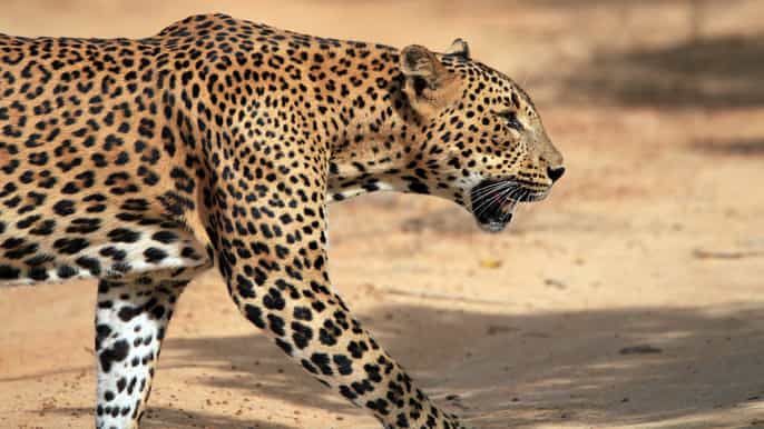 yala national park private safari at golden hours