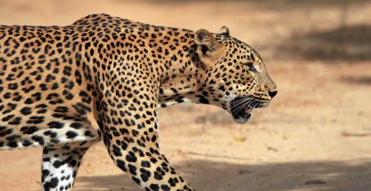 Yala National Park Private Safari at Golden Hours GetYourGuide
