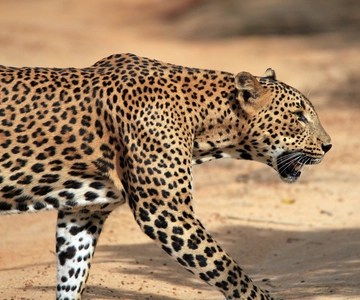 Nationaal park Yala: Gouden uur safari in de ochtend of middag