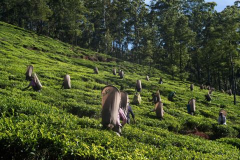Nuwara Eliya: All-Inclusive Private Sightseeing Day Tour