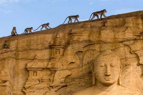 Exclusive : Sigiriya Fortress & Polonnaruwa Guided Tour